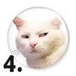 Cicás kitűzők